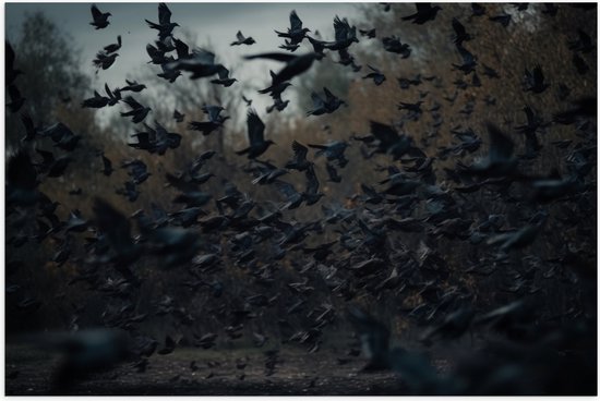 Poster (Mat) - Vogels - Kraaien - Groep - Dieren - Vliegen - 120x80 cm