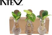 Set van 3 Kamerplanten Glas ong. 10 cm hoog - Urban Jungle gevoel van Botanicly