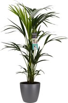 Goed & Groen - Decorum Kentia Palm - Elho brussels antracite - ↨ 100cm - Potmaat 21 - Exclusieve Kwaliteit Planten - Kamer Plant - Kamerplanten - Sfeer - Interieur