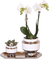 Cadeau-Tip! Kamerplantenset, Orchidee Amabilis +Succulent op smalle Zilveren dienblad, Kleur Wit-Groen,