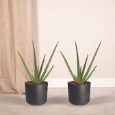 Plantenboetiek.nl | Aloe vera - Succulent | 2 stuks - Ø15cm - 40cm hoog - Kamerplant - Groenblijvend - Multideal - Cactus & Vetplanten