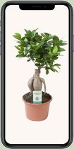 Plantenboetiek.nl | Ficus Ginseng - Ø15cm - 35cm hoog - Kamerplant - Groenblijvend