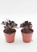 Ikhebeencactus | Aeonium arboreum verlour | Prachtige vetplant | set 2 stuks | 8,5 cm pot