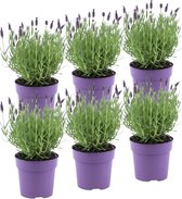 YouFlowers - 6 stuks Lavandula stoechas | Franse Lavendels | Ø12 cm - Hoogte: 25cm | Lavendel planten | Vers van de kwekerij geleverd - Bij en vlinder vriendelijke planten