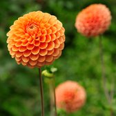 Dahlia Ralphie, ,24st, Kleur Glinsterende Oranje Bloemen , Bloembollen, Flowerbulbs Amsterdam