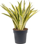 Kamerplant van Botanicly – Vrouwentongen – Hoogte: 80 cm – Sansevieria Trifasciata Lauren