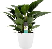 Hellogreen Kamerplant - Philodendron Congo Apple - 70 cm - ELHO sierpot Brussels Wit