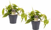 Hellogreen Kamerplant - Duo Philodendron Scandens - 15 cm - Anna Grey