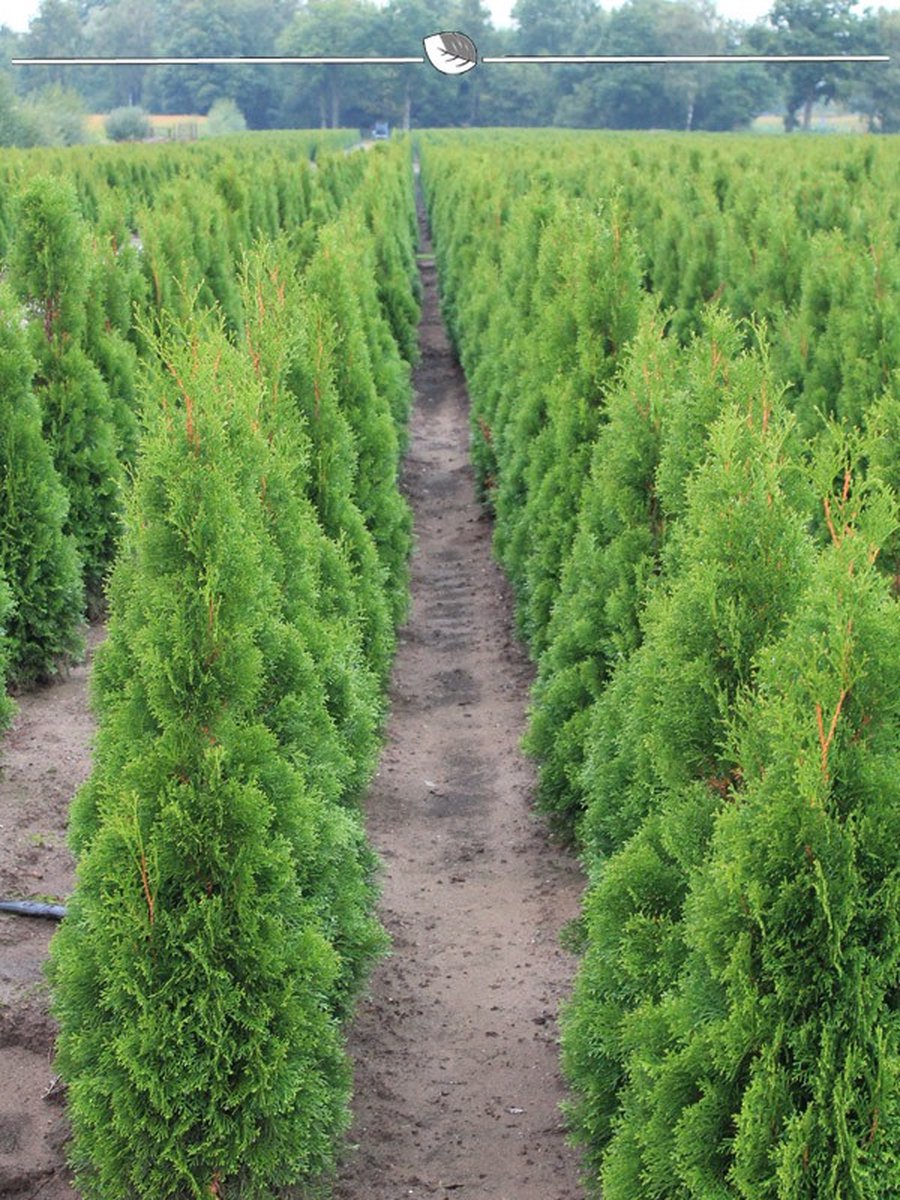 Westerse Levensboom Thuja Smaragd 120-140 cm, 5x Haagplant