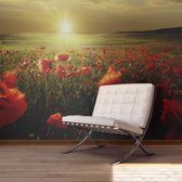 Fotobehang - Ochtend op de papaver weide.