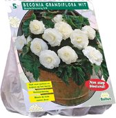Baltus Begonia Dubbel Wit bloembollen per 5 stuks