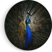Artaza Dibond Muurcirkel Blauwe Pauw Met Grote Veren - Ø 60 cm - Wandcirkel - Rond Schilderij - Voor Binnen en Buiten