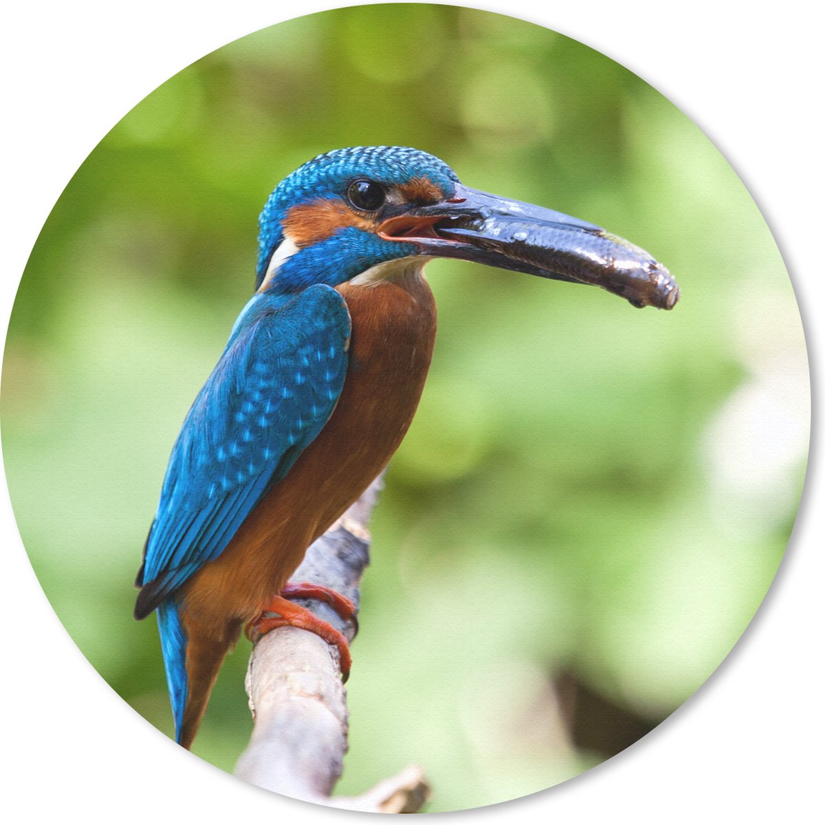 Muismat rond 40x40 cm - Mousepad IJsvogel - Vis - Boom - Ronde muismatten