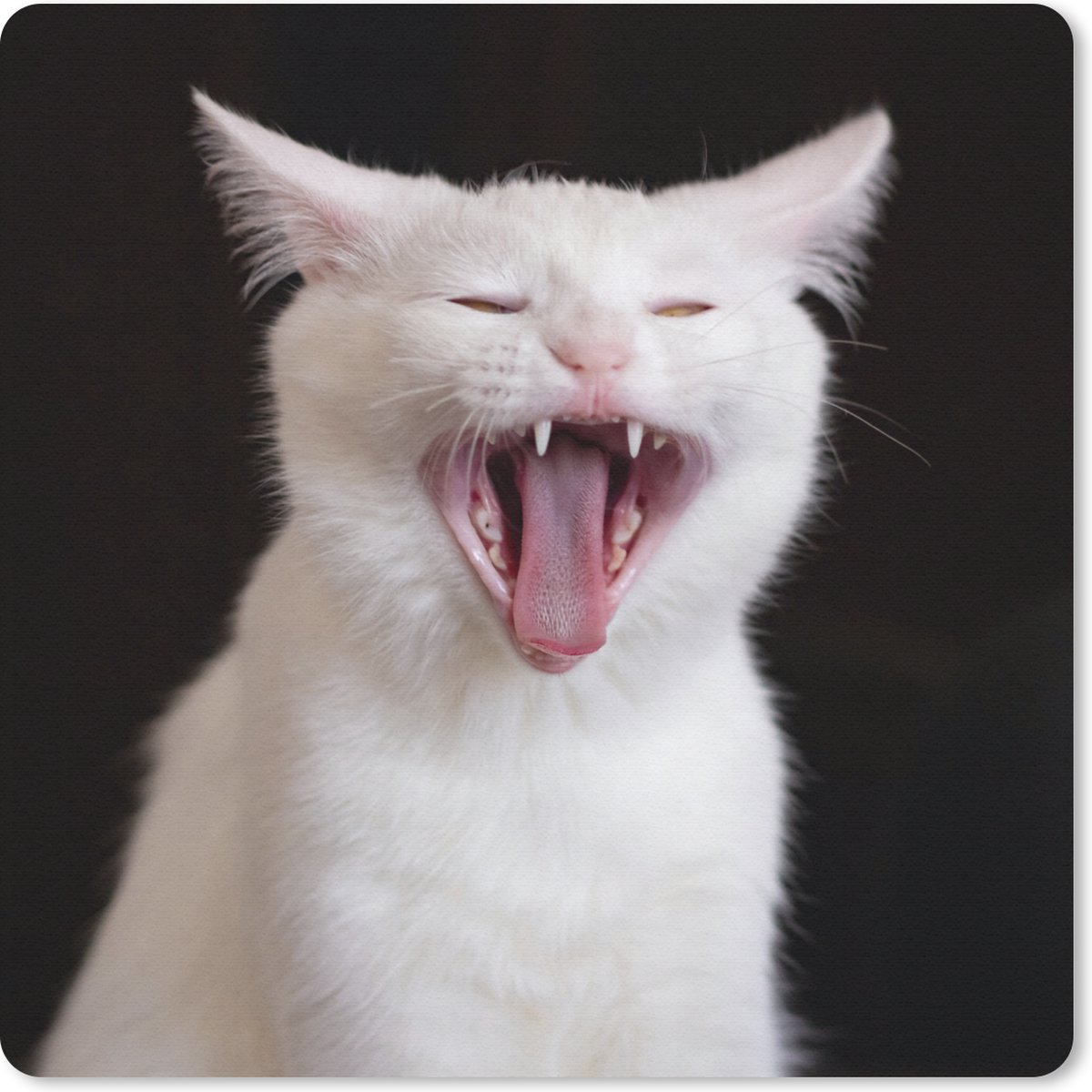 Muismat 30x30 cm - Mousepad Gapende witte kat - Muismatten