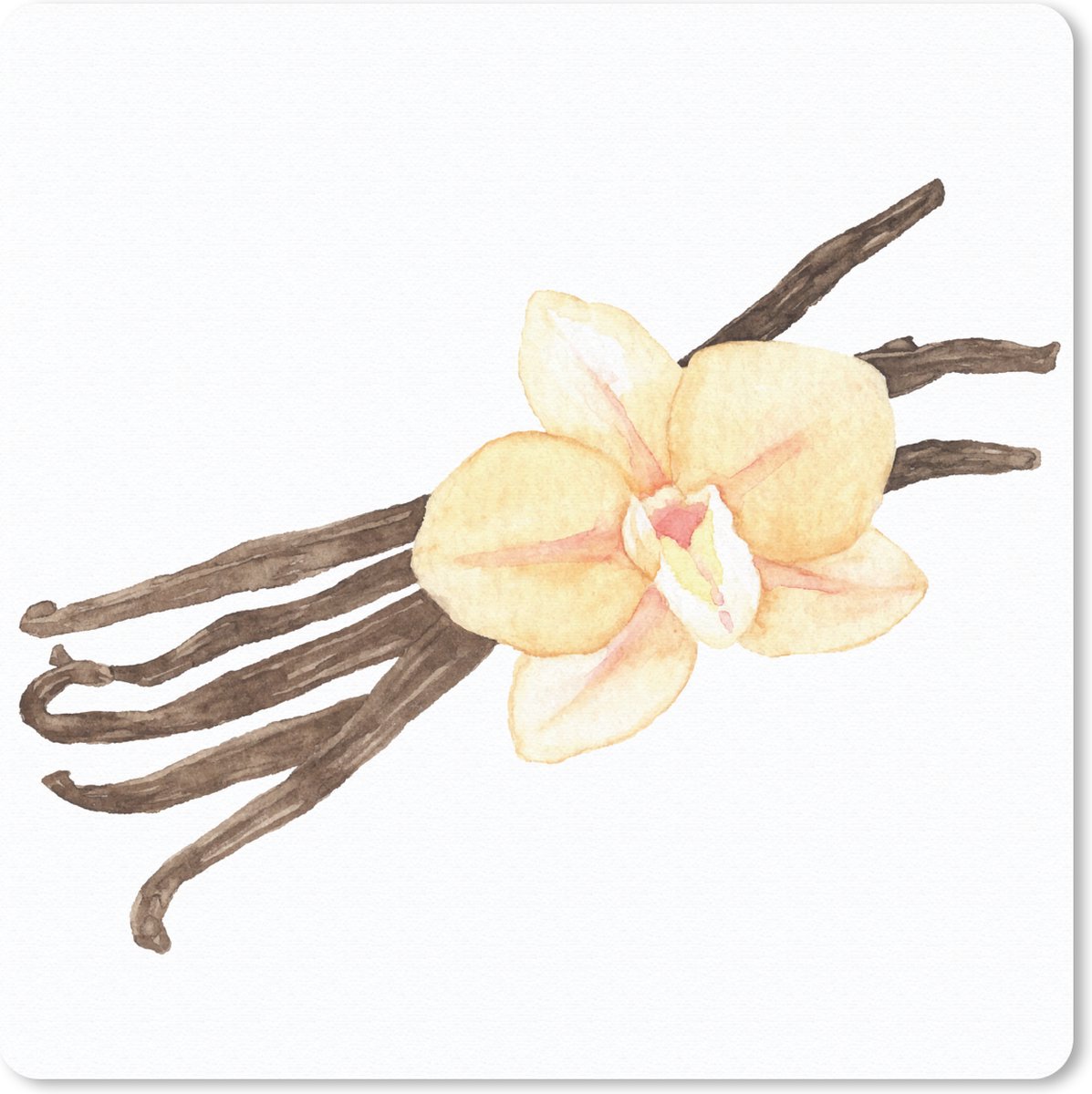Muismat 30x30 cm - Mousepad Aquarel - Vanillebonen - Bloemen - Muismatten
