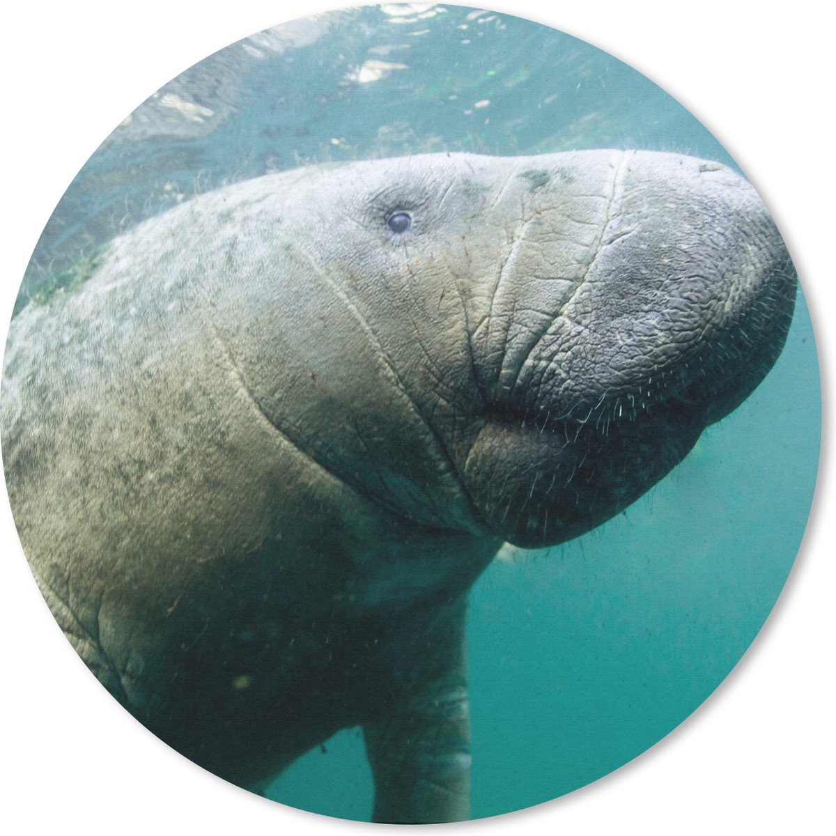 Muismat - Mousepad - Rond - Dieren - Water - Camera - 30x30 cm - Ronde muismat