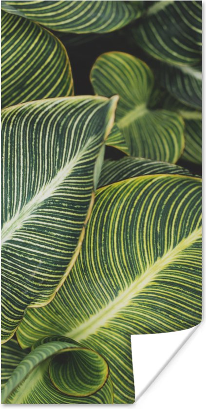 Affiche Feuilles - Plante - Wit - 40x80 cm