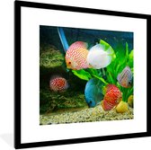 Affiche avec cadre Pêche dans un aquarium - 40x40 cm
