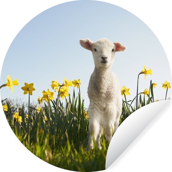 Wallpaper Circle - Agneau - Fleurs - Jonquilles - 120x120 cm - Wall Circle - Auto-Adhésif - Rond Papier Peint Autocollant XXL