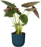 Alocasia Wentii in sierpot Vibes - Blauw - Hoogte ↕ 75cm - Pot ∅ 22cm