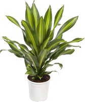 Dracaena 'Burley' - Hoogte ↕ 80cm - Pot ∅ 24cm