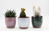 Ikhebeencactus | Interieur set Retro style | 4x trendy sierpot | 4x cactus/vetplant 8,5cm