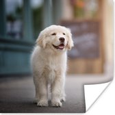 Poster Een Golden Retriever puppy lopend op de stoep - 30x30 cm