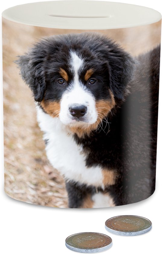 Spaarpot voor kinderen, puppy's, honden en katten. Originele spaarpot gemaakt van blik met deksel. Goedkope spaarpot voor kinderen. Kan ook worden gebruikt als pendoos. (Grijze katjes Spaarpot voor kinderen, puppy's, honden en katten. Originele spaarpot gemaakt van blik met deksel. Goedkope spaarpot voor kinderen. Kan ook worden gebruikt als pendoos. (Grijze katjes