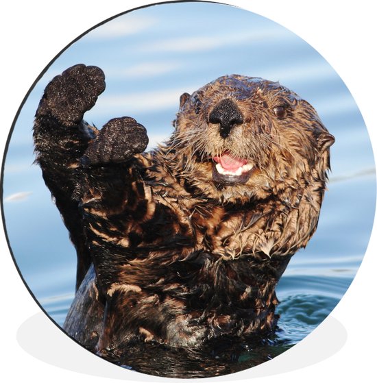 WallCircle - Wall Circle - Wall Circle - Loutre dans l'eau - Aluminium - Dibond - 140x140 cm - Intérieur et Extérieur