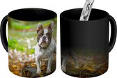 Magische Mok - Foto op Warmte Mok - Franse Bulldog - Herfst - Boomstam - 350 ML