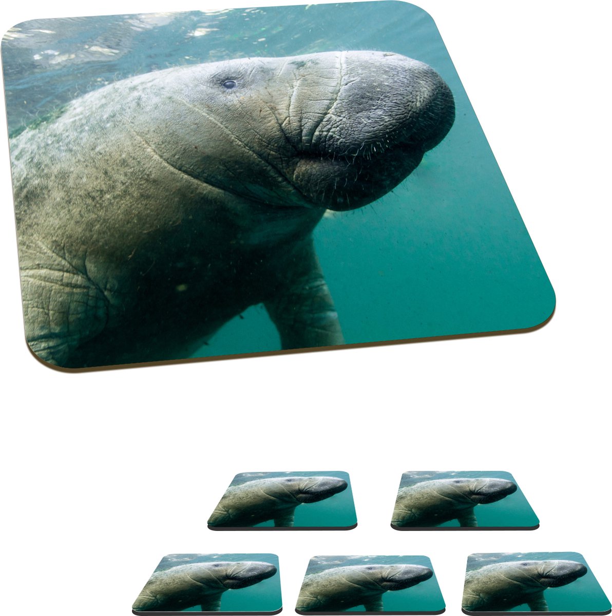 Onderzetters voor glazen - Dieren - Water - Camera - 10x10 cm - Glasonderzetters - 6 stuks