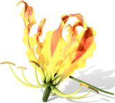 Gloriosa Sparkling Stripe | 1 stuk | Snijbloem | Geschikt voor in Pot | Kamerplant | Geel | Bijzondere Zomerbloeier | 100% Bloeigarantie | QFB Gardening