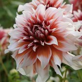 Dahlia Frost Nip