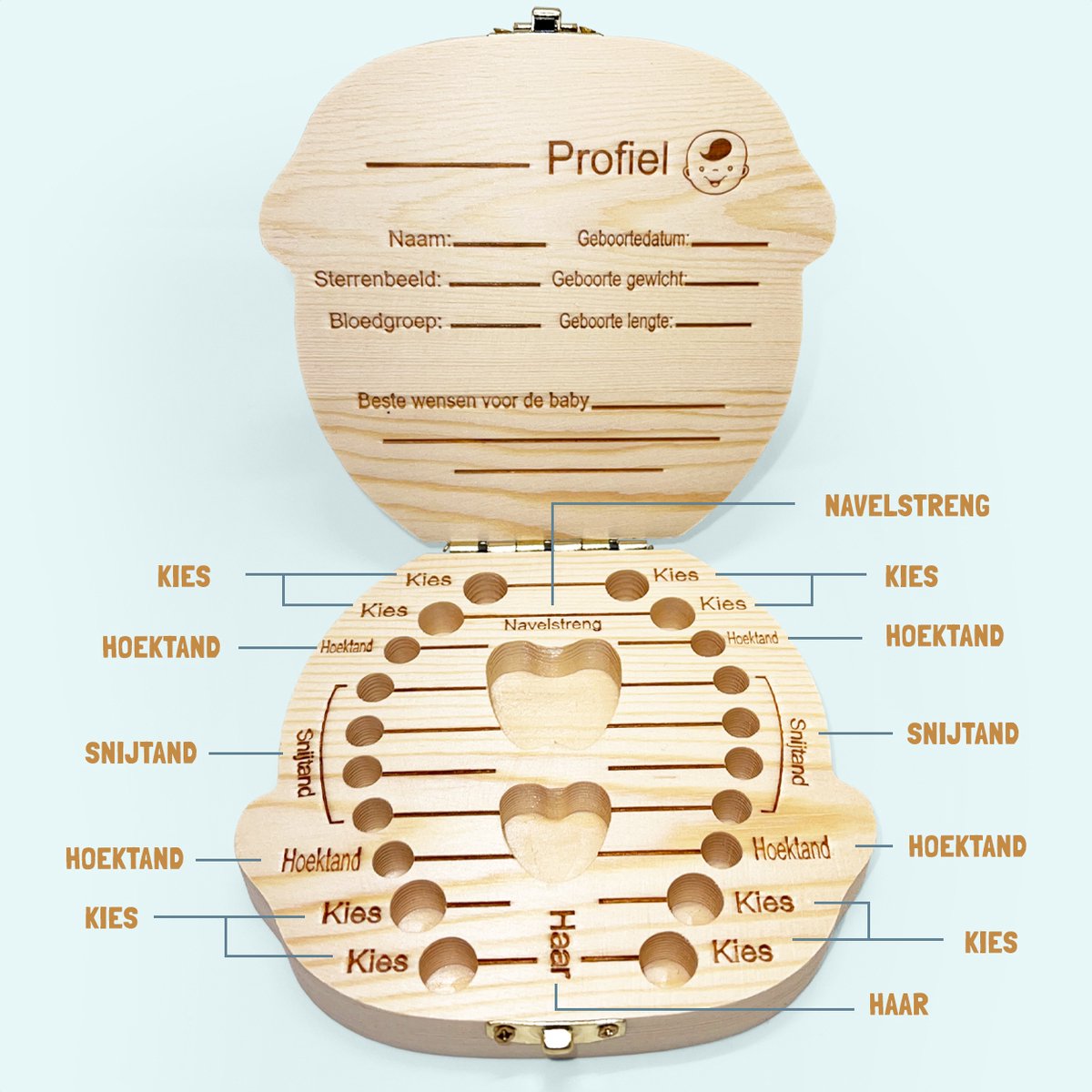 WiebelTandje Tandendoosje Jongen Hout Nederlands met XL Gouden Munt van Tanden Fee in Geschenkdoos – Houten Tandendoosje - Melktanden Bewaardoosje Voor Kinderen – Haarlokdoosje Hout – Kraamcadeau – Baby Geboorte Cadeau – foto 6