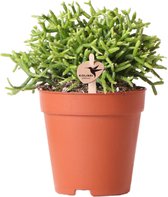 Groene plant - Rhipsalis Cereuscala Gold - potmaat Ø9cm - groene kamerplant - vers van de kweker
