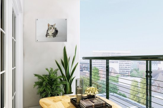 Affiche de jardin American Shorthair tacheté Argent 40x30 cm - petit - Toile de jardin / Toile d'extérieur / Peintures d'extérieur (décoration de jardin)