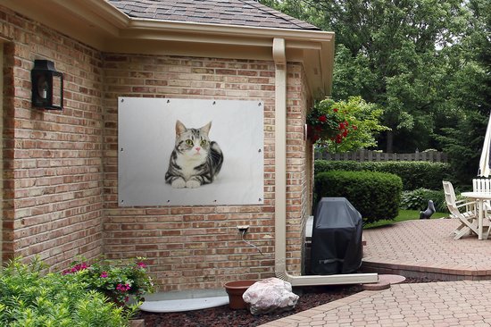 Affiche jardin - Toile jardin - Affiches jardin extérieur - American Shorthair tacheté Argent - Posters de jardin cm - Jardin