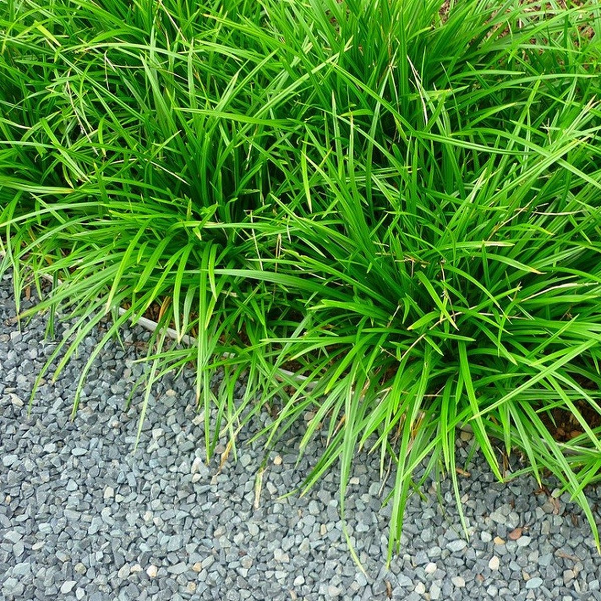 8 x Japanse Zegge Groen XL - Bodembedekker Siergras Wintergroen - Carex foliosissima Irish Green in C2(liter) pot met hoogte 10-30cm