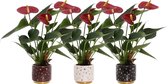 Kamerplanten van Botanicly – 3 × Flamingoplant – Hoogte: 20 cm – Anthurium diamond red