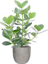 Kamerplant van Botanicly – Varkensboom in grijs Keramisch pot 'MICA' als set – Hoogte: 50 cm – Clusia Princess