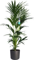 Kamerplant van Botanicly – Kentiapalm  incl. sierpot antraciet cilindrisch als set – Hoogte: 170 cm – Howea forsteriana Kentia