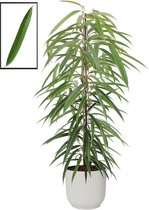 Ficus binnendijkii alii  in ELHO Vibes Fold Rond sierpot  (zijdewit) ↨ 105cm - planten - binnenplanten - buitenplanten - tuinplanten - potplanten - hangplanten - plantenbak - bomen