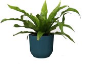 Asplenium 'antiquum' in sierpot Vibes Fold Rond (diepblauw) ↨ 25cm - hoge kwaliteit planten