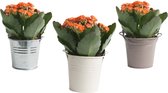 Mini Green | Trio Kalanchoë in zink ↨ 12cm - 3 stuks - planten - binnenplanten - buitenplanten - tuinplanten - potplanten - hangplanten - plantenbak - bomen - plantenspuit