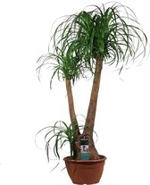 Beaucarnea of Olifantspoot ↨ 90cm - hoge kwaliteit planten