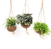 Kokodama Green Smit Collection ↨ 25cm - 3 stuks - hoge kwaliteit planten
