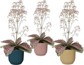Trio Kalanchoë 'Desert Surprise' in ELHO Vibes Fold sierpot ↨ 45cm - 3 stuks - planten - binnenplanten - buitenplanten - tuinplanten - potplanten - hangplanten - plantenbak - bomen - plantens