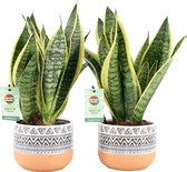 Sansevieria Futura Superba ↨ 35cm - 2 stuks - hoge kwaliteit planten
