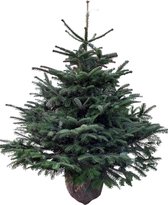 Plant&More - Nordmann Kerstboom 180 -200 cm - MET KLUIT