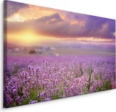 Schilderij - Prachtig veld met Lavendel, Paars, Premium Print